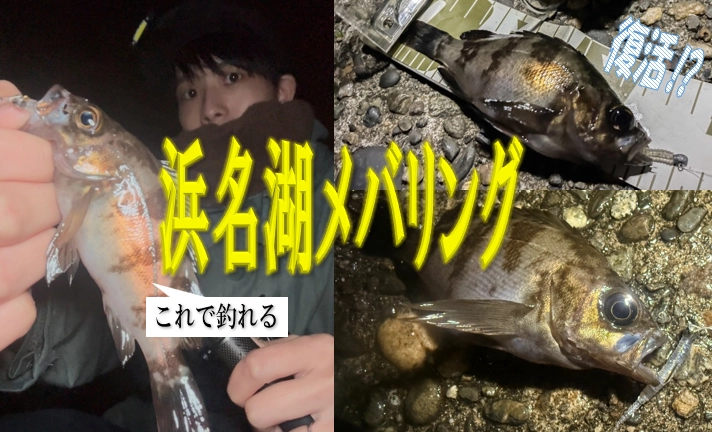 浜名湖メバリング復活⁉ライトゲームで狙ってみよう!! | イシグロ浜松